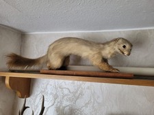 Tierpräparat Wiesel Frettchen