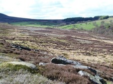 Foto A2 Sandstein Findlinge Weizen Beck Sandstein Findlinge verstreut c2015