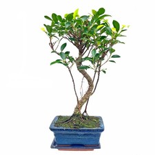 Bonsai Baum Ficus retusa– 7