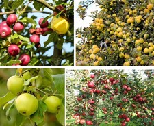 Apfelbaum Stecklinge Set winterharte Pflanzen Blumen für den Garten Mix