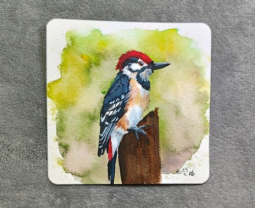 Kleiner specht aquarell - kleiner,
