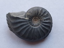 Amaltheus cf. margaritatus -