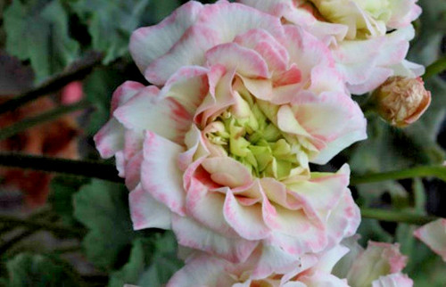 Pelargonie geranie zonartic - pelargonie,