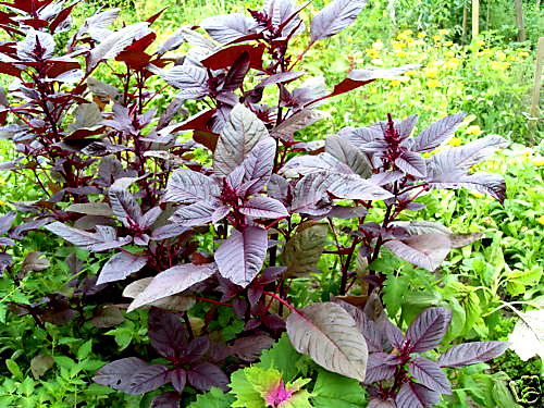 Amaranth red amaranthus - amaranth,