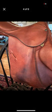 Beautiful stubben - 16.5,