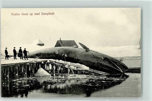Hammerfest walfang hvalen - hammerfest,