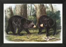 Amerikanischer schwarzbär - amerikanischer,