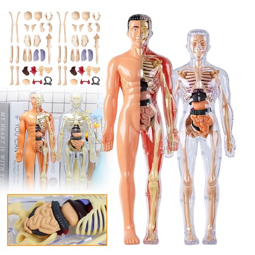 Skelett modell anatomie - 3d,