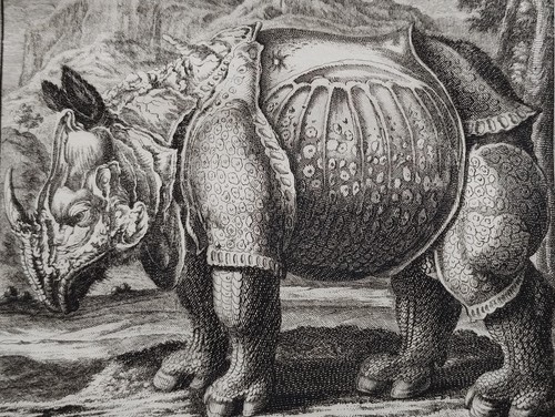1731 folio rhinoceros - 1731, nashorn