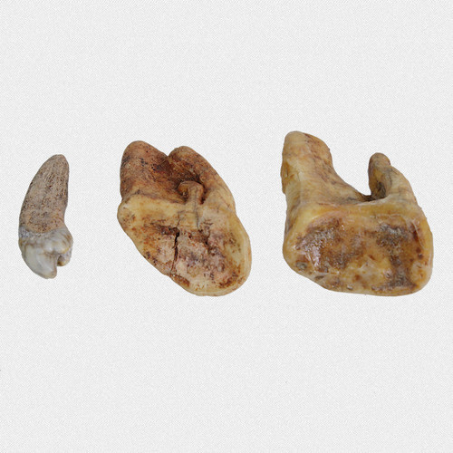 Backenzahn molar u - molar,