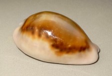 Meeresschnecke Cypraea