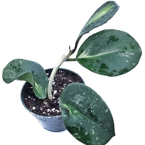 Hoya obovata variegated live - obovata,
