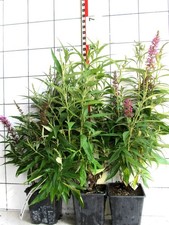 Buddleja davidii "Butterfly Tower"  - Schmetterlingsflieder mit aufrechtem Wuchs