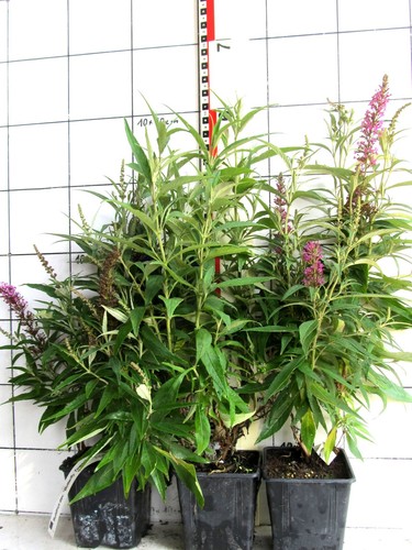 Buddleja davidii butterfly - buddleja, "butterfly