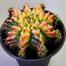  Sehr schöner Gymnocalycium