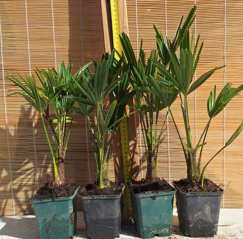 Trachycarpus wagnerianus - 1,