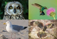 3 D Ansichtskarte Vögel Postkarte Wackelkarte Hologrammkarte Bild Tier Vogel