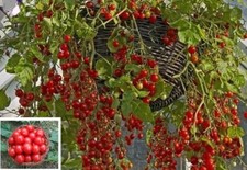 3 Honigtomaten schnellwüchsige exotische Pflanzen für den Garten Tomatenpflanzen