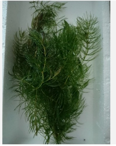 Bund wasserpflanzen - bund,