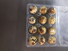 Bruteier von schwarzen