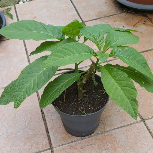 Engelstrompete 40cm - engelstrompete, ca.