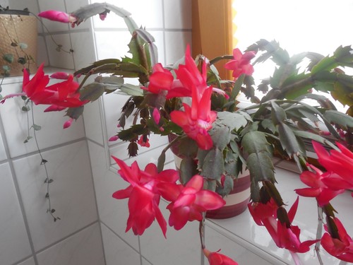 Zimmer-Pflanze/Blume