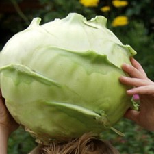 Kohlrabi Superschmelz: Weisser Riesen Kohlrabi Samen für Ihren Garten