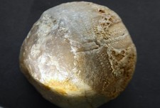 Fossile Wasserwaage: Seeigel Echinocorys sp. mit Chalcedonkuppel Kiesgrubenfund