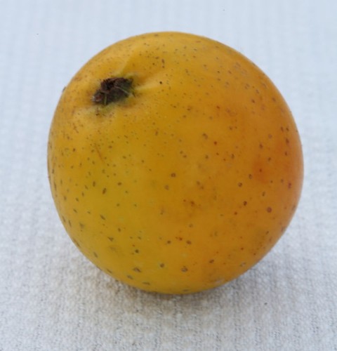 Apfelbaum ananasrenette - apfelbaum,
