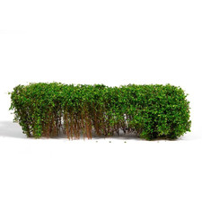 Sträucher Frühlingsgrün -