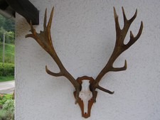 Hirschgeweih. Rothirsch. Alu-Kunstschädel. Sauber-Wandfertig-Gross.