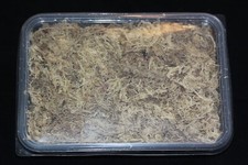 Sphagnum Moos, Torfmoos getrocknet