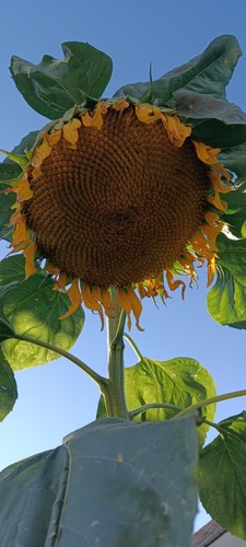 Riesen-Sonnenblumensamen