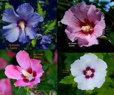Hibiskus winterhart - hibiskus,,