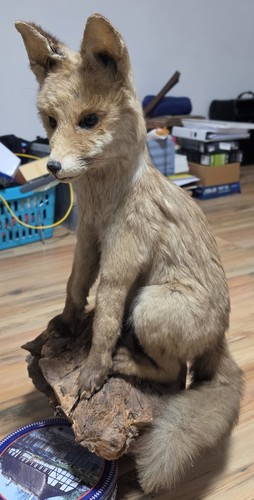 Präparierter fuchs auf - fuchs,