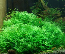 Süßwassertang Aquariumpflanzen aus Garnelenbecken, garantiert planarienfrei