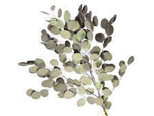 Populus Bund Eukalyptus