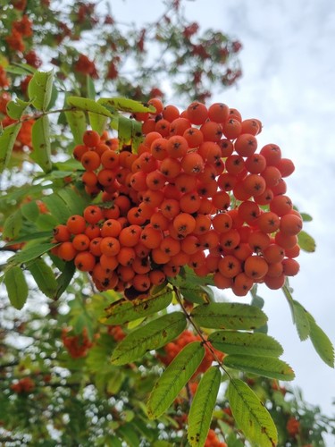 Samen eberesche sorbus - 50,
