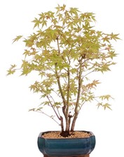 Bonsai acer palmatum - -,