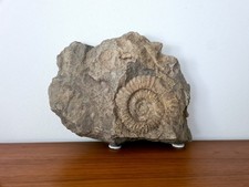 Großer Ammonit