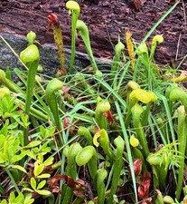 Darlingtonia californica 25