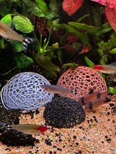 Aquarium Garnelen Kuppel Deko | Garnelenversteck & Mooshalter | Für Aquascaping