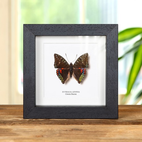 Grüner baron schmetterling - baron, im
