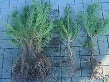 100st waldkiefer 30 60cm - , 30-60cm