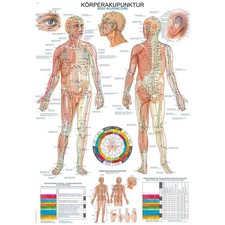 Erler Zimmer anatomische Lehrtafel, Körperakupunktur, Lehrmittel, 2 Größen