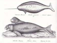 Narwal Narwhal Dugong Wal