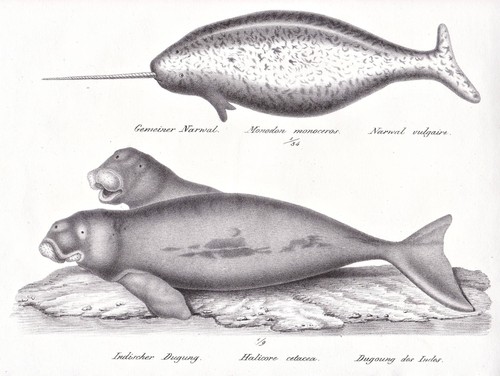 Narwal narwhal dugong wal - narwal,