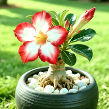 Wüstenrose Bonsai Samen