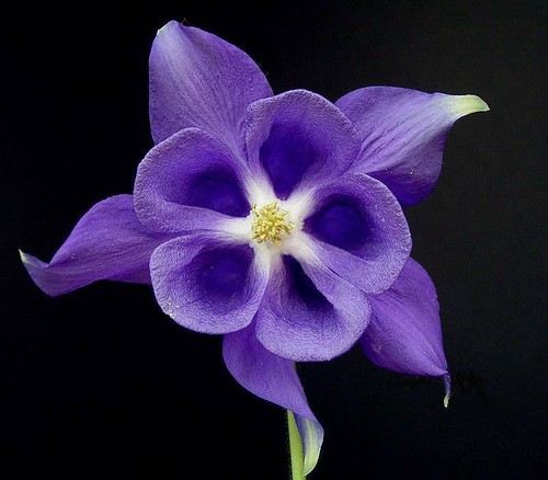 Samen selbst aussäende blume - samen,