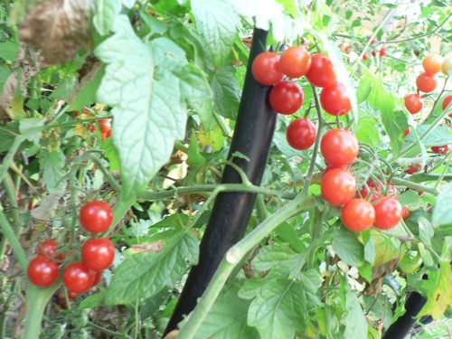Mix samen rote murmeln - samen,